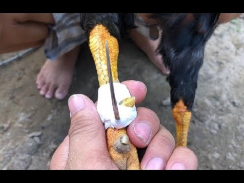 Phương Pháp Lên Cựa Bằng Keo Siêu Dính