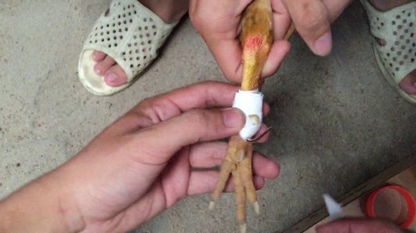 Chăm Sóc Gà Sau Khi Lên Cựa