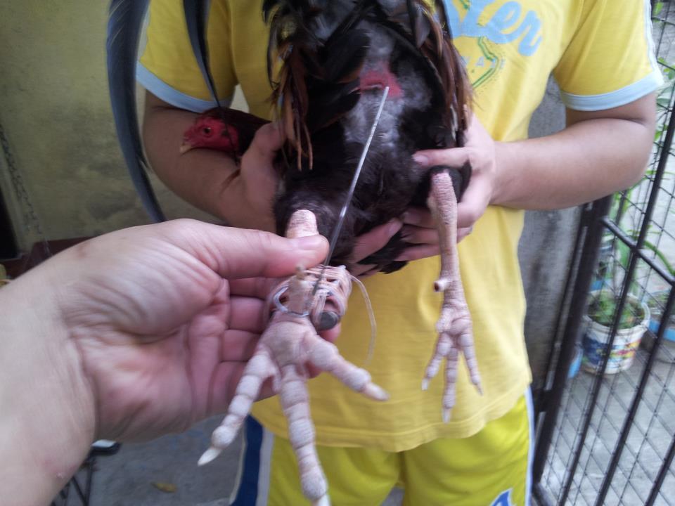 Cố Định Và Hoàn Thiện