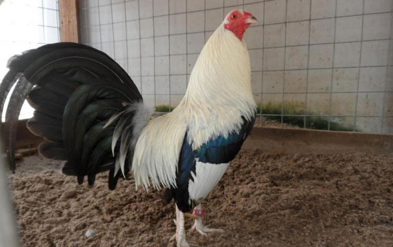 Cách Chăm Sóc Để Duy Trì Màu Mạng Đẹp