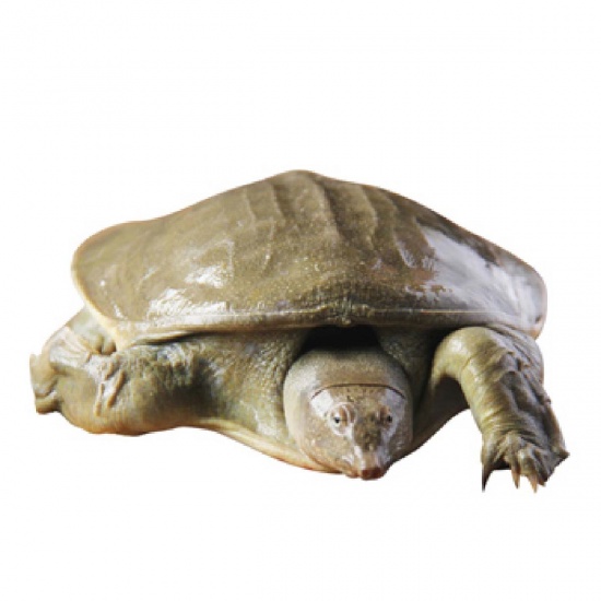 Mơ Thấy Ba Ba Có Màu Vàng