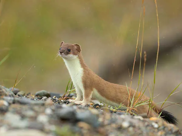 Mơ Thấy Con Chồn Trong Rừng Hoặc Thiên Nhiên