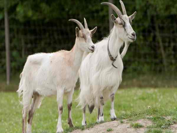 Mơ Thấy Con Dê Có Ý Nghĩa Gì?