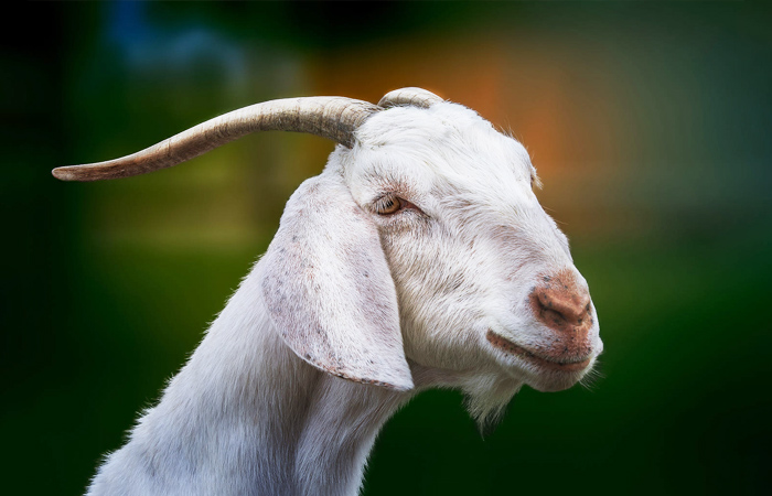 Ý Nghĩa Theo Số Lượng Con Dê